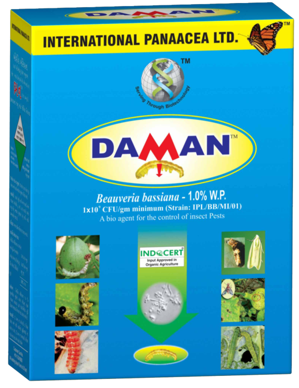 Daman P - (IPL)